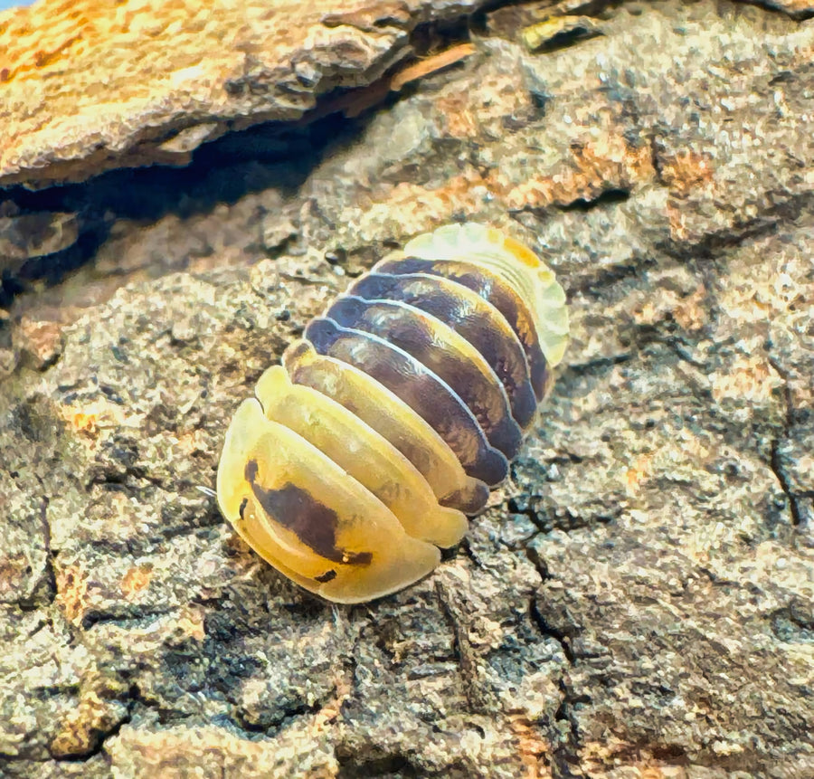 Cubaris sp "Emperor Bee"