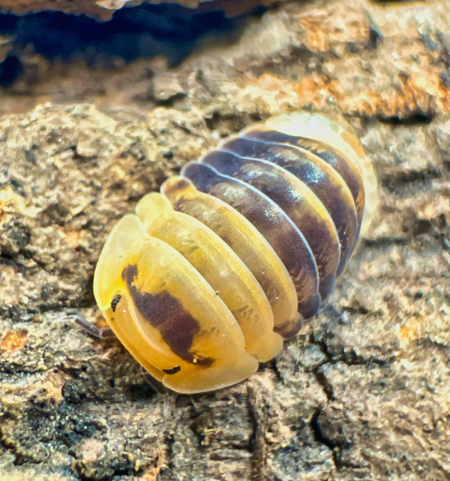 Cubaris sp "Emperor Bee"