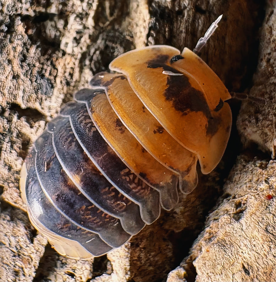 Cubaris sp "Emperor Bee"