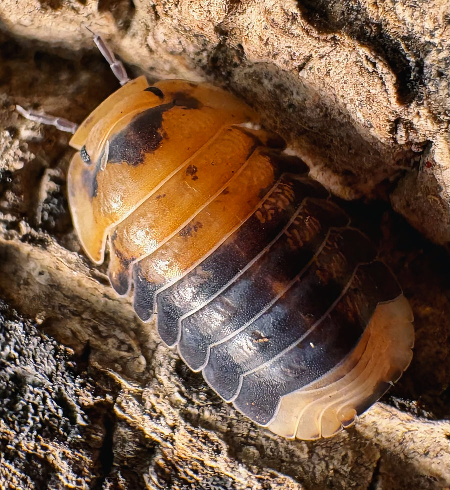 Cubaris sp "Emperor Bee"