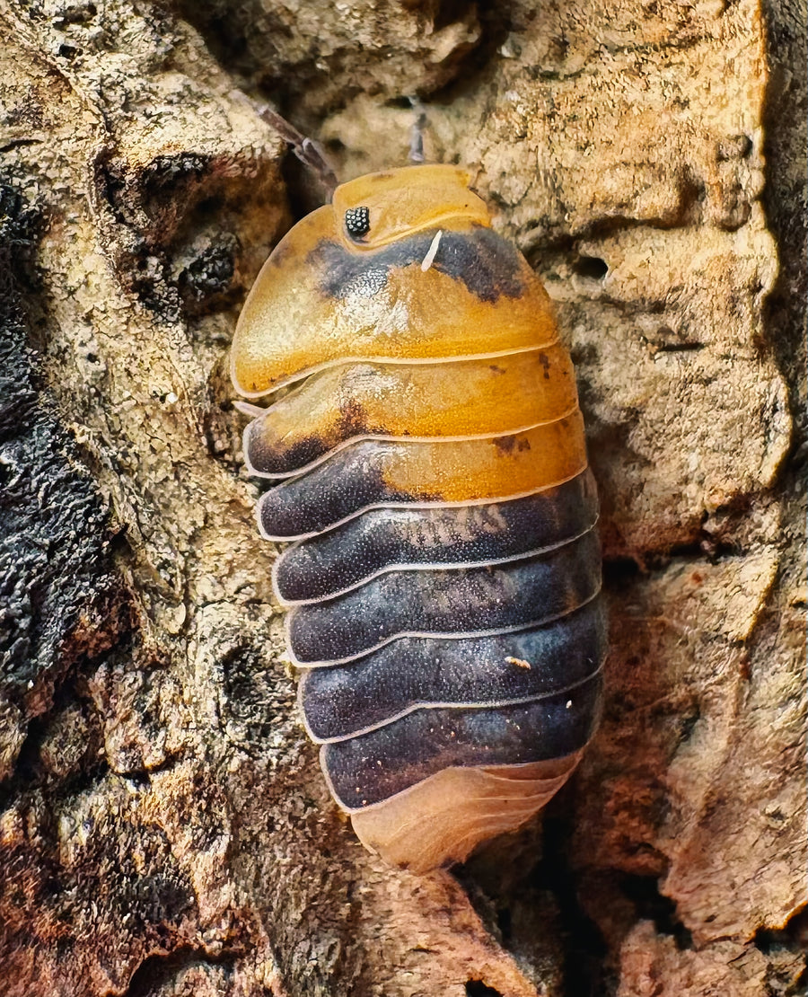 Cubaris sp "Emperor Bee"