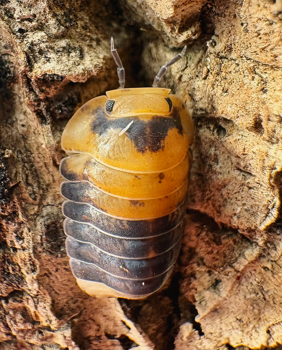 Cubaris sp "Emperor Bee"