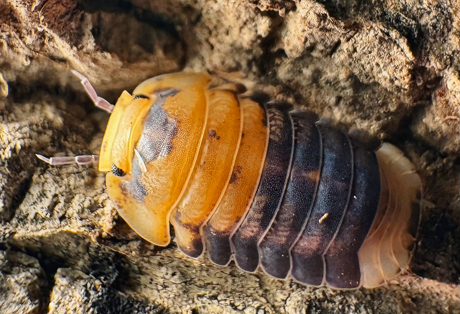 Cubaris sp "Emperor Bee"