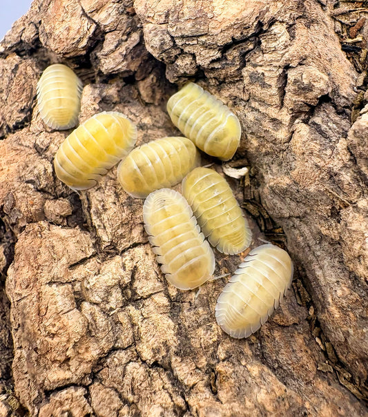 Cubaris sp "Frosty Jupiter"