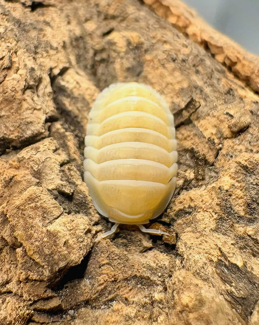 Cubaris sp "Frosty Jupiter"