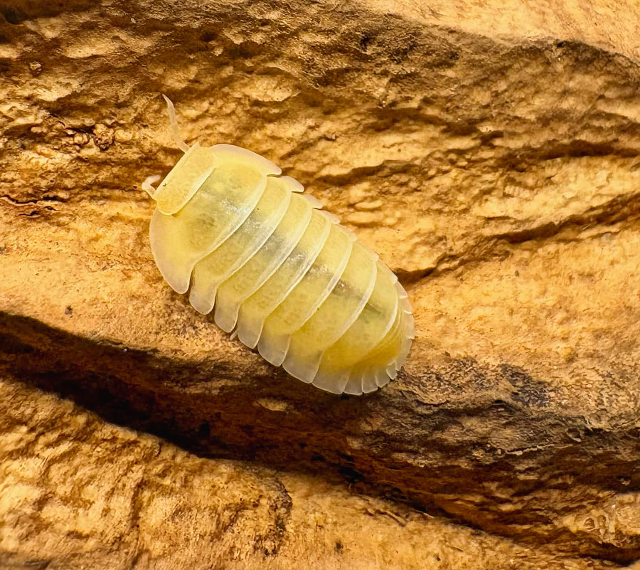 Cubaris sp "Frosty Jupiter"