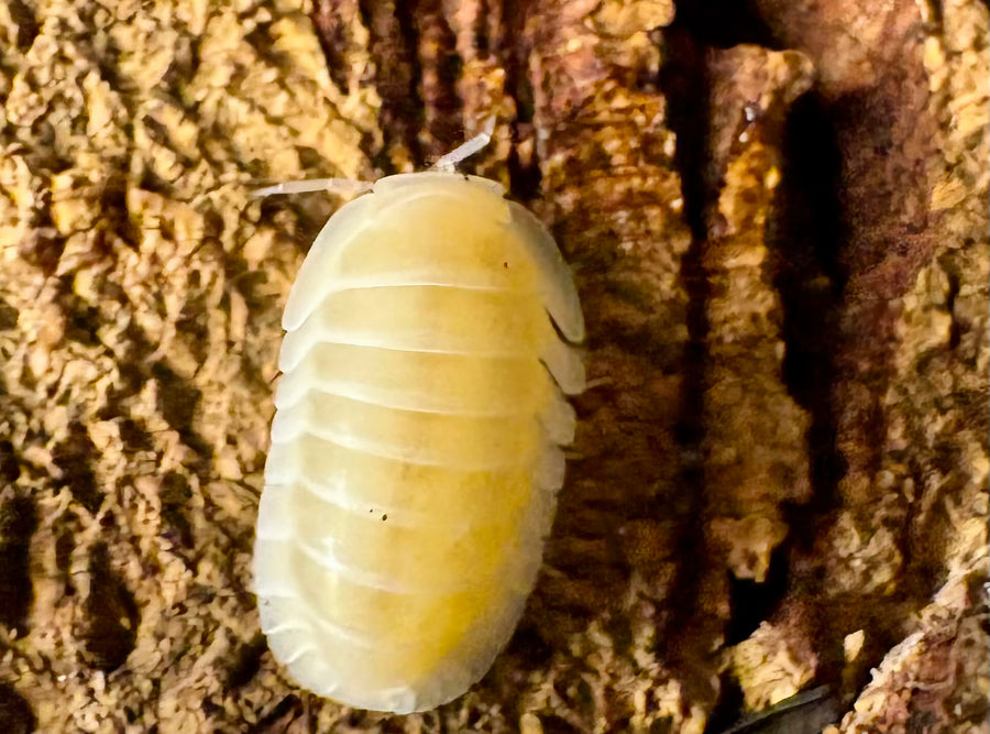 Cubaris sp "Frosty Jupiter"