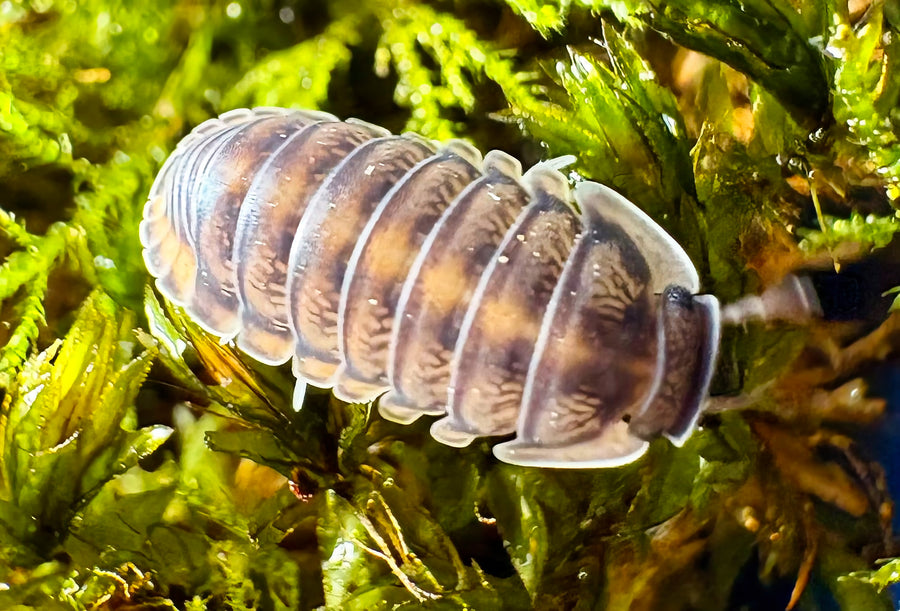 Cubaris sp "Happy Nun"