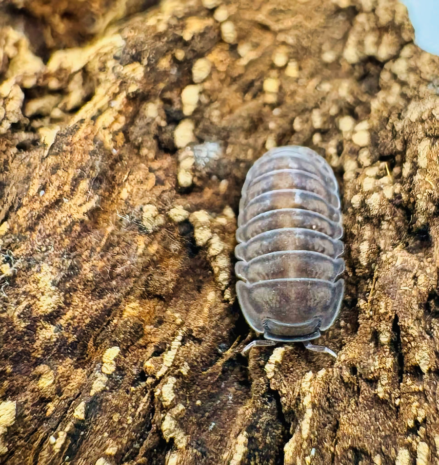 Cubaris sp "Happy Nun"