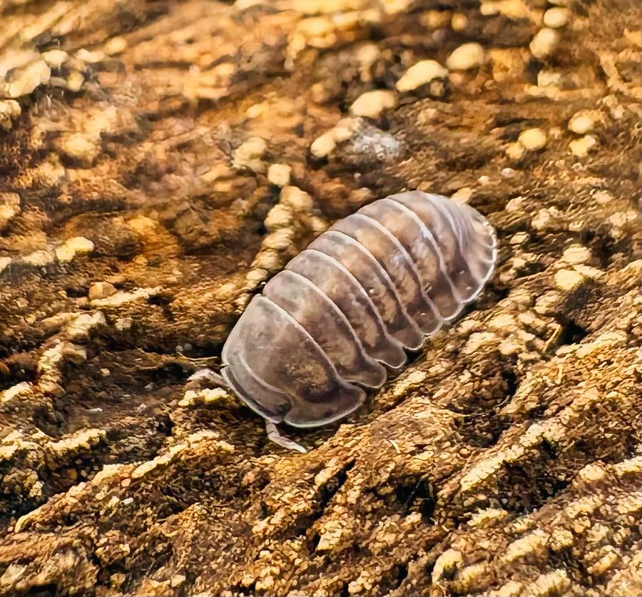 Cubaris sp "Happy Nun"