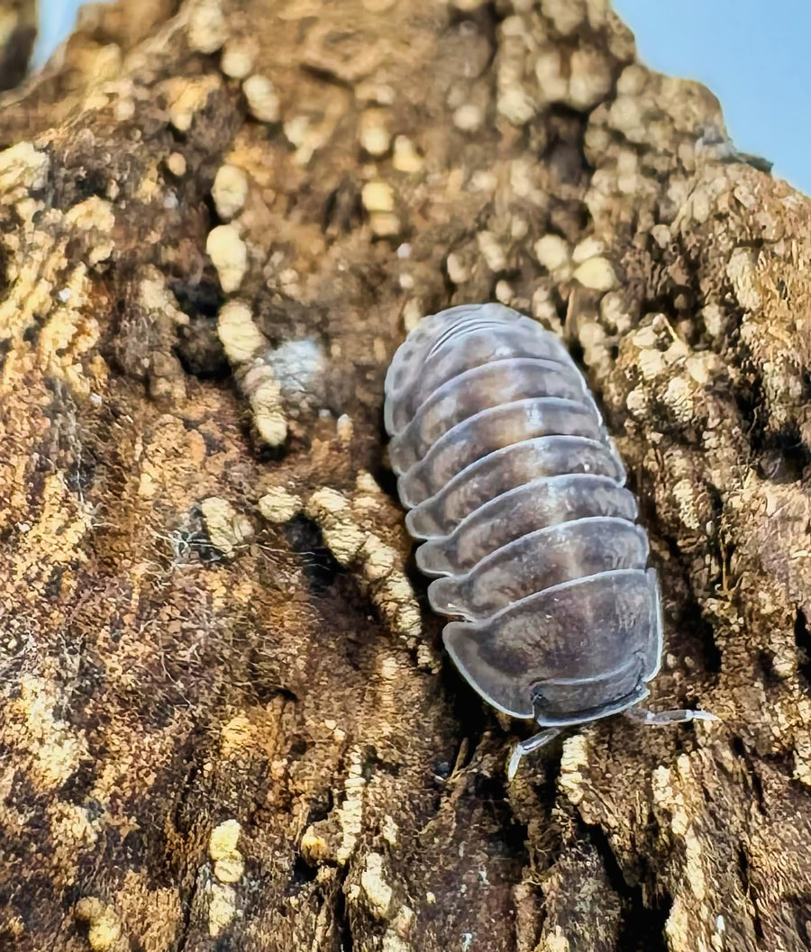 Cubaris sp "Happy Nun"