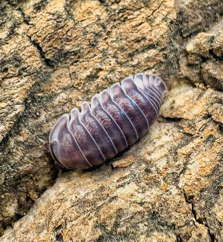 Cubaris sp "Happy Nun"