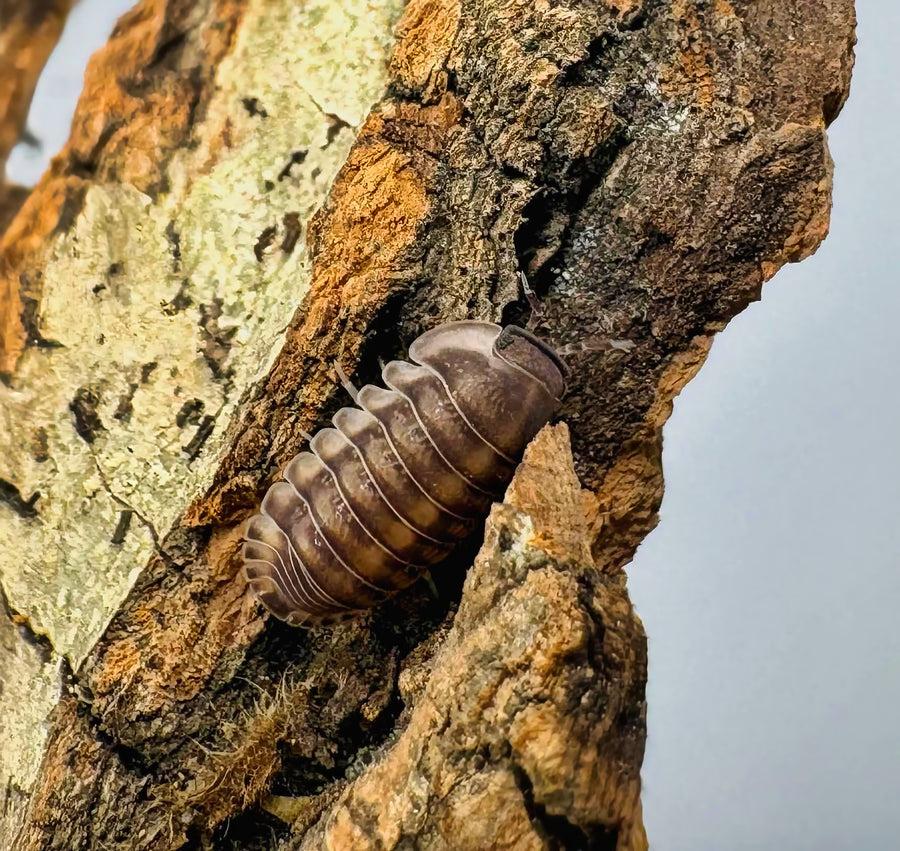 Cubaris sp "Happy Nun"