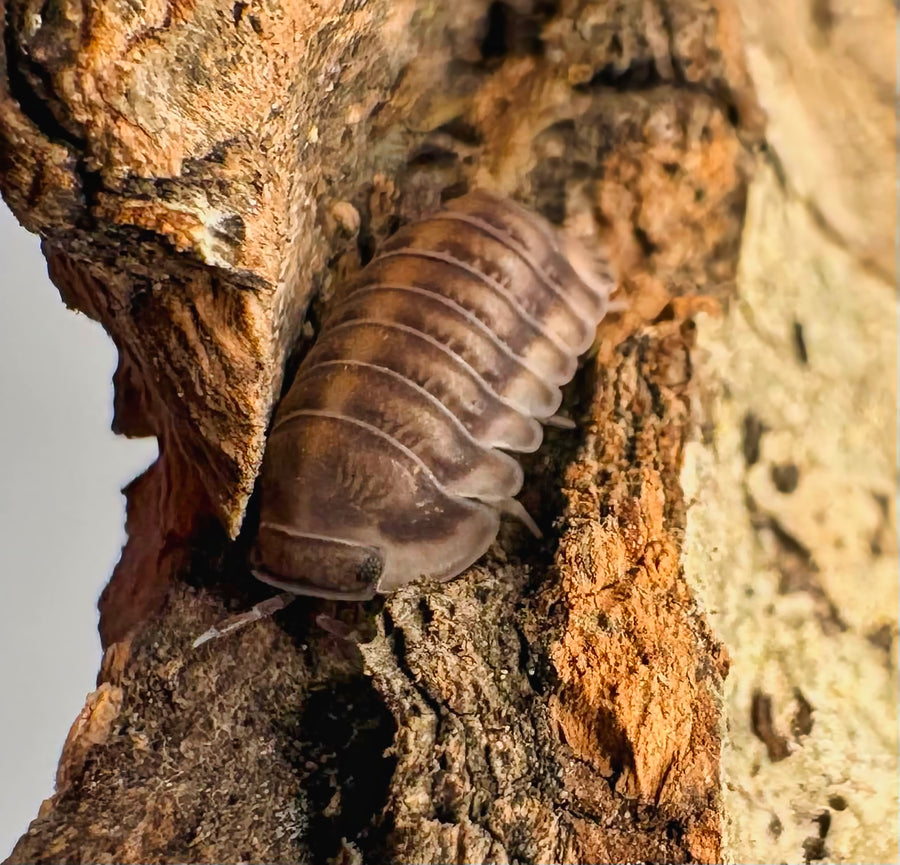 Cubaris sp "Happy Nun"