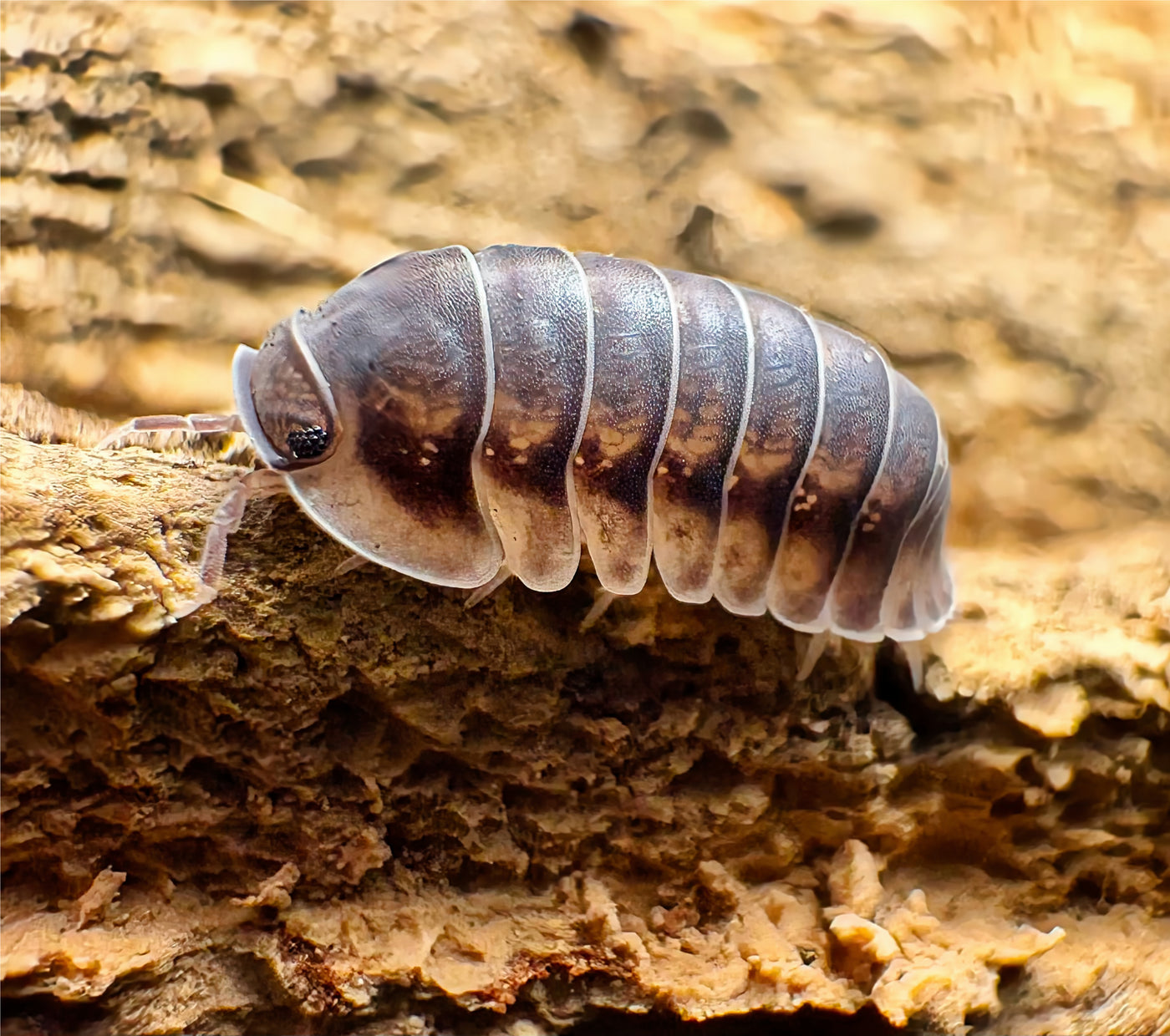Cubaris sp "Happy Nun"