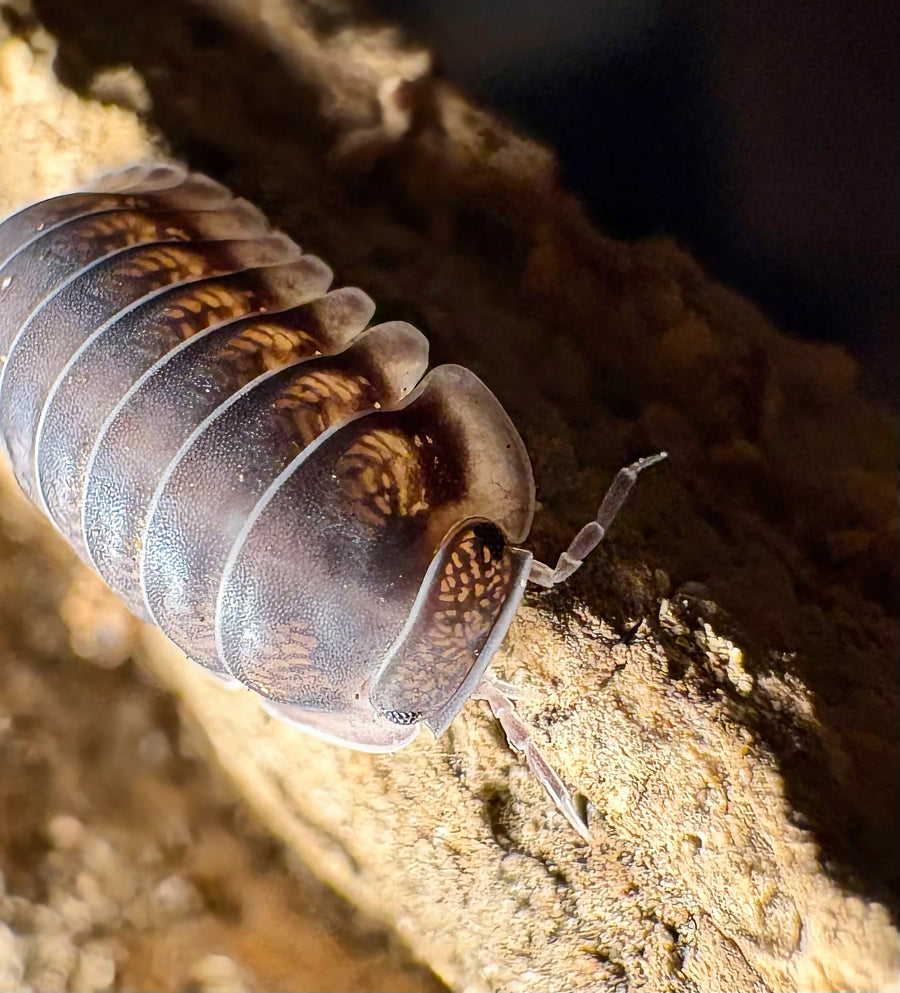 Cubaris sp "Happy Nun"