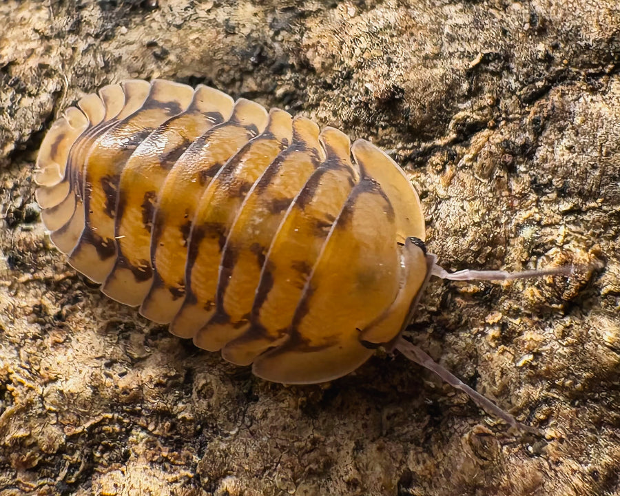 Cubaris sp "Honeymoon Tiger"