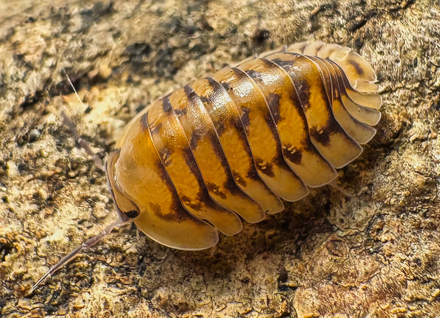 Cubaris sp "Honeymoon Tiger"