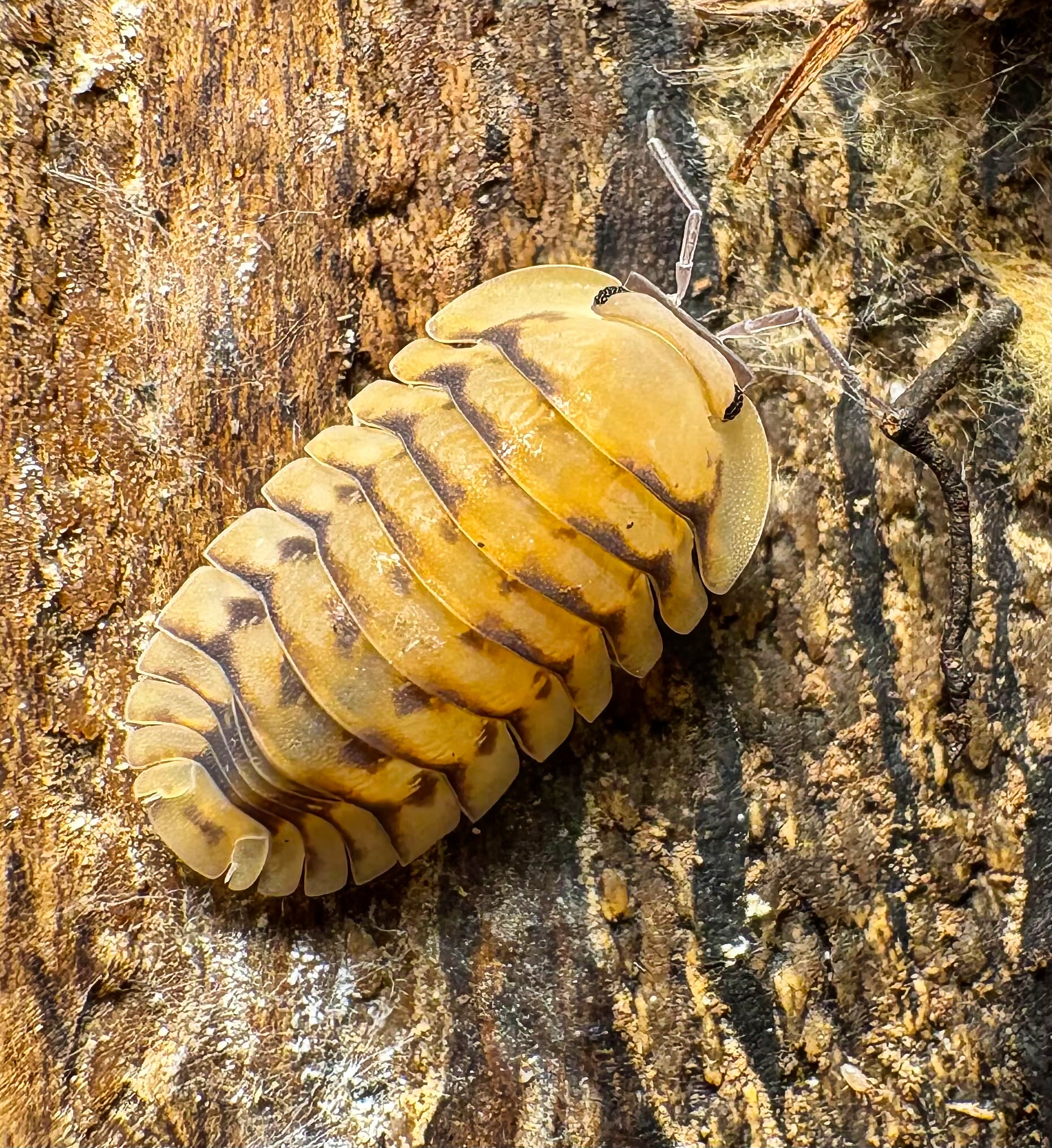Cubaris sp "Honeymoon Tiger"