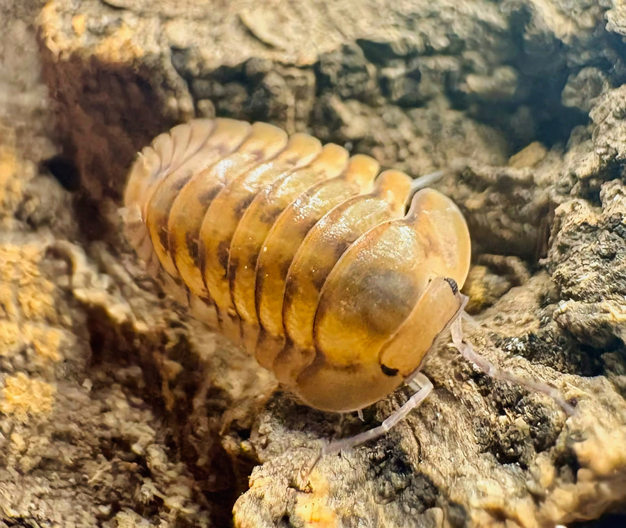 Cubaris sp "Honeymoon Tiger"