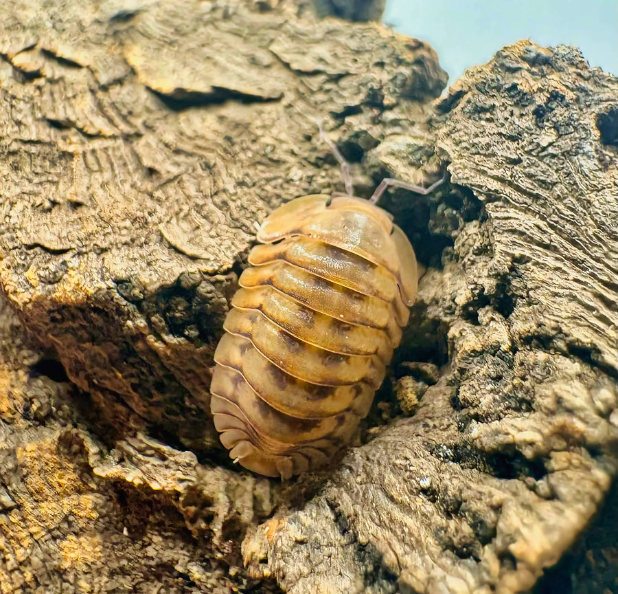 Cubaris sp "Honeymoon Tiger"