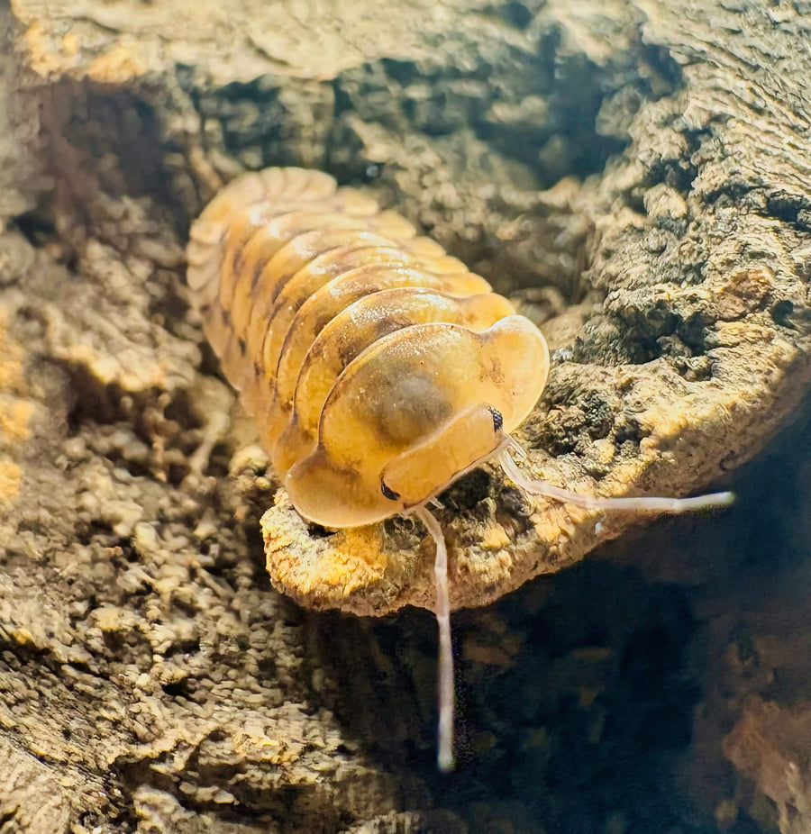 Cubaris sp "Honeymoon Tiger"