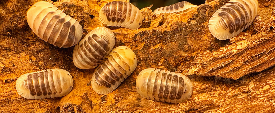 Cubaris sp "Jupiter"