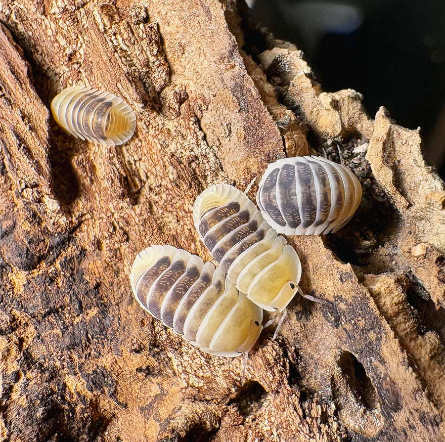 Cubaris sp "Jupiter"
