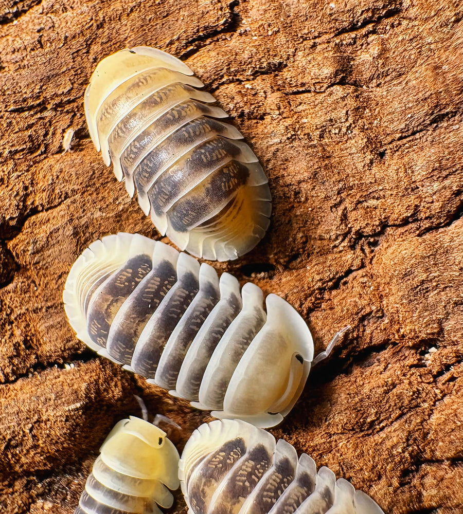 Cubaris sp "Jupiter"