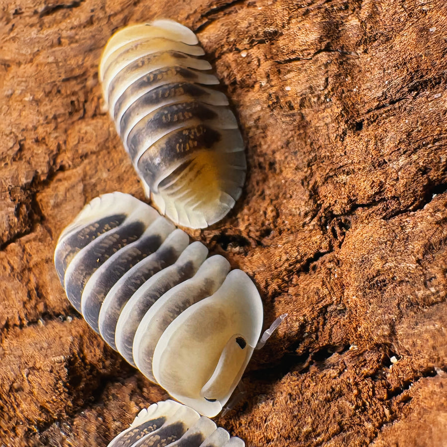 Cubaris sp "Jupiter"