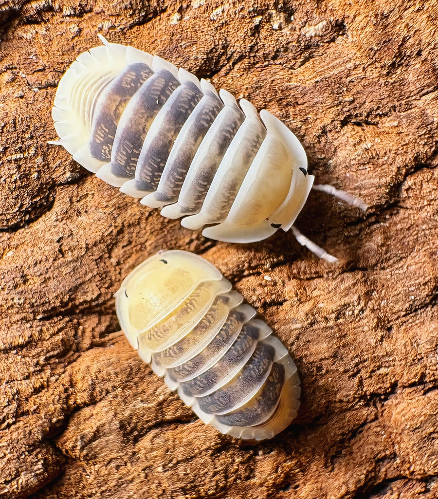 Cubaris sp "Jupiter"