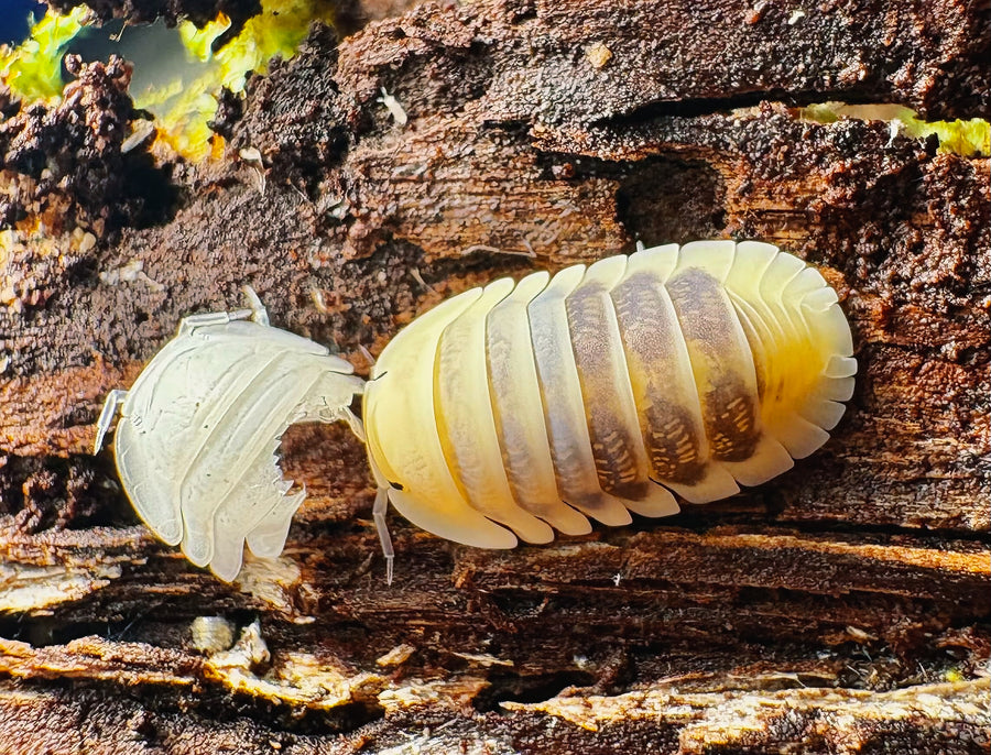 Cubaris sp "Jupiter"