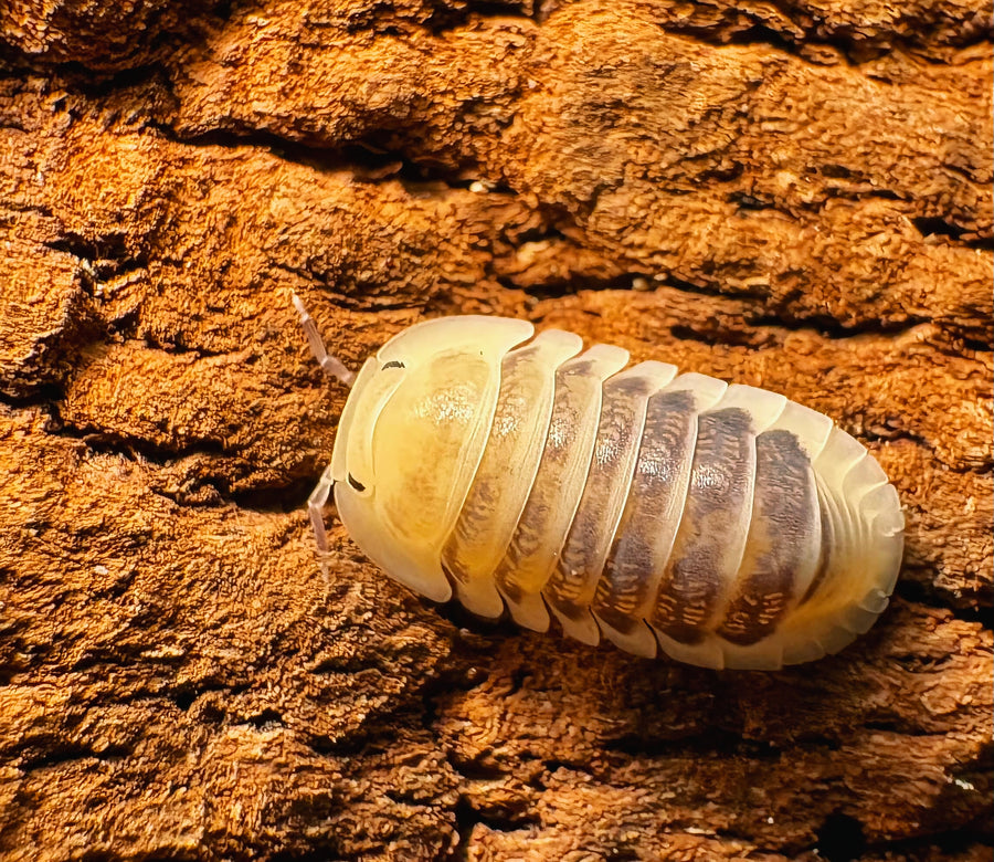 Cubaris sp "Jupiter"