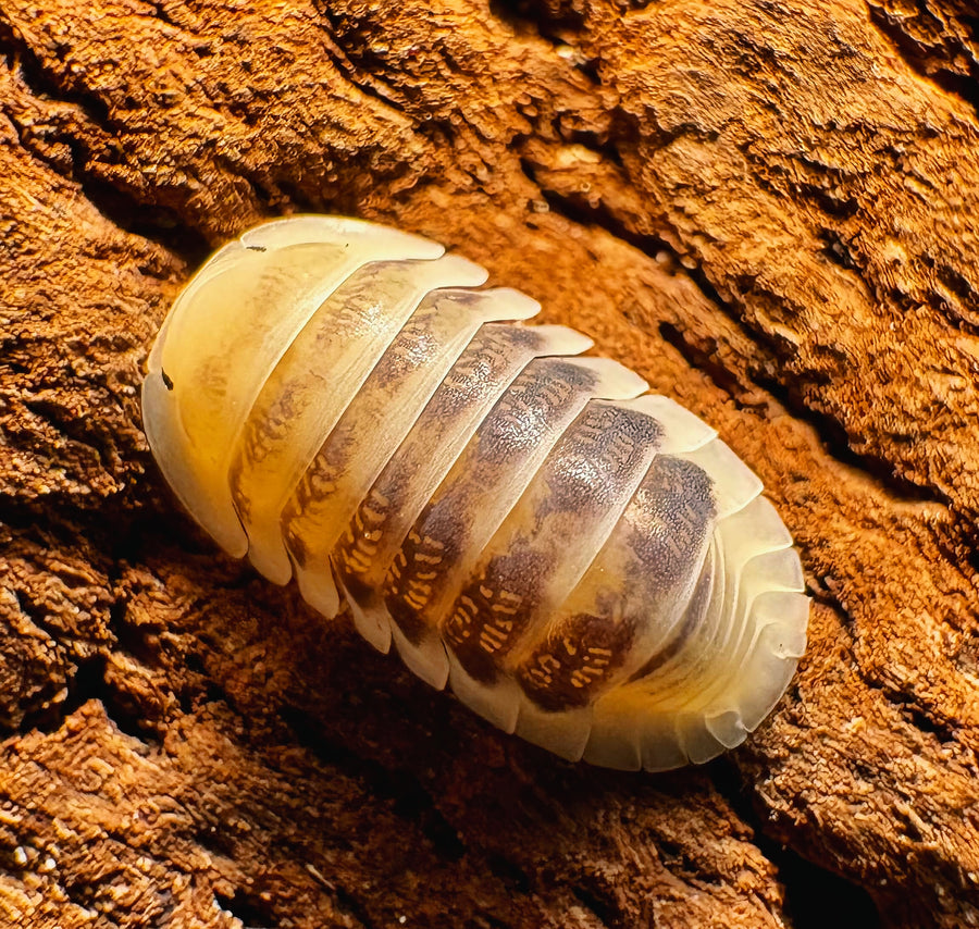 Cubaris sp "Jupiter"