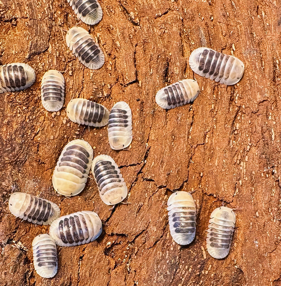Cubaris sp "Jupiter"