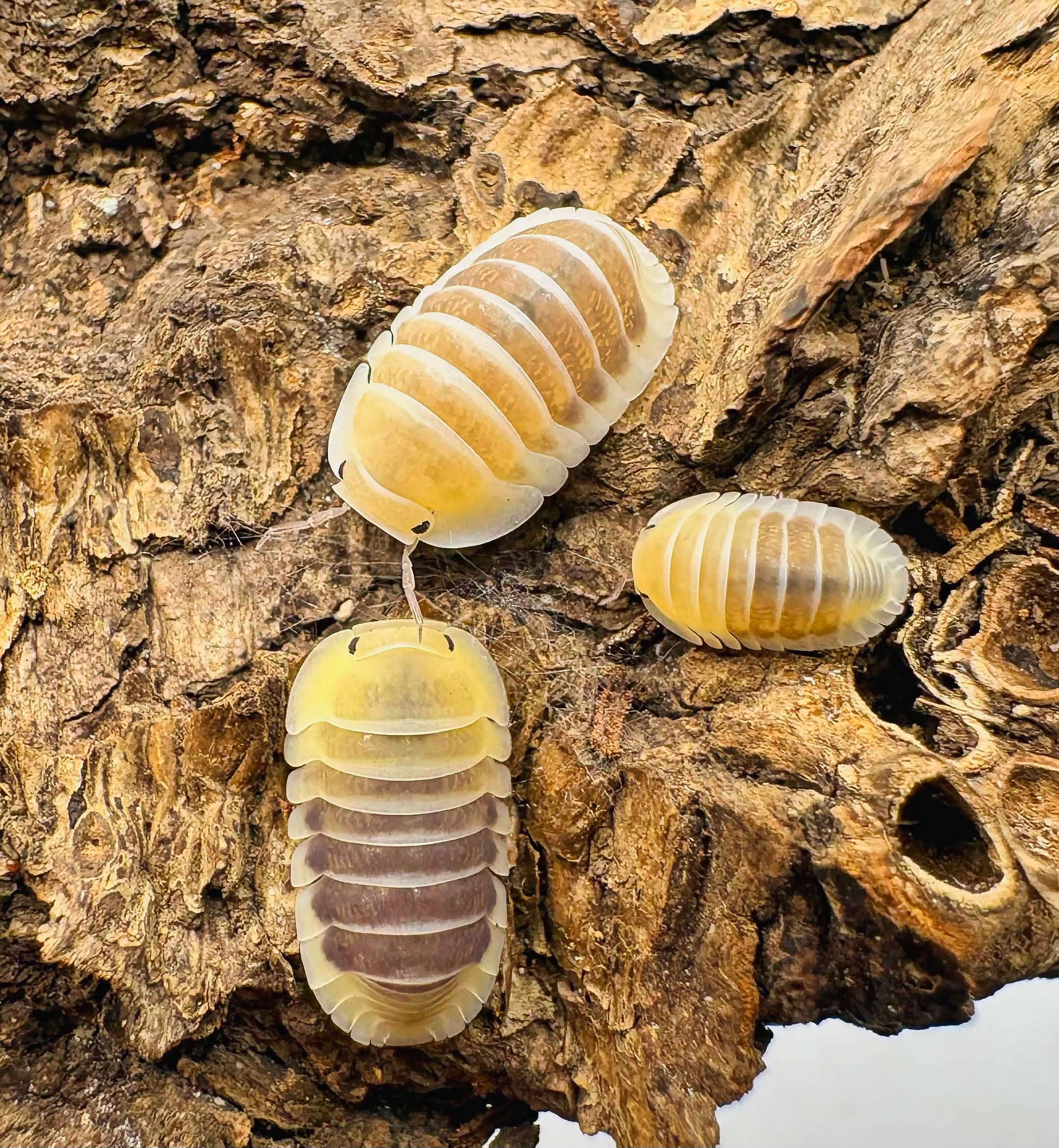 Cubaris sp "Jupiter"