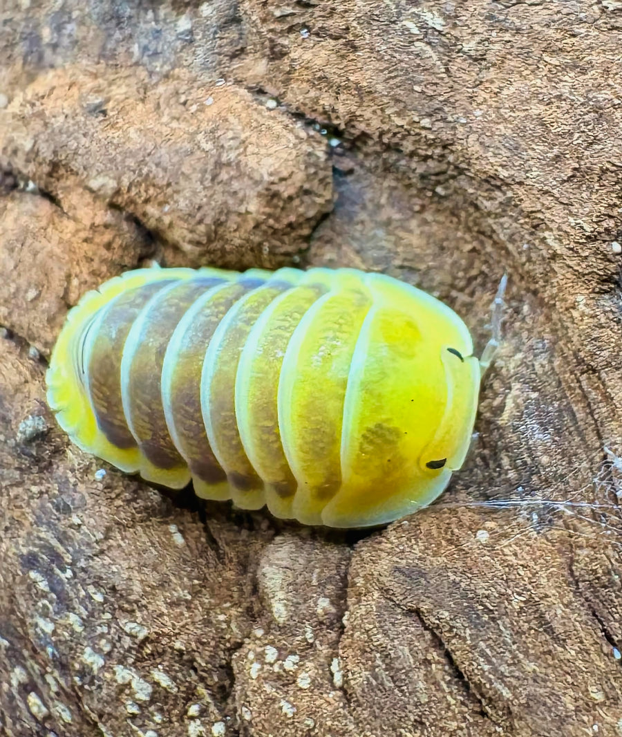 Cubaris sp "Jupiter"