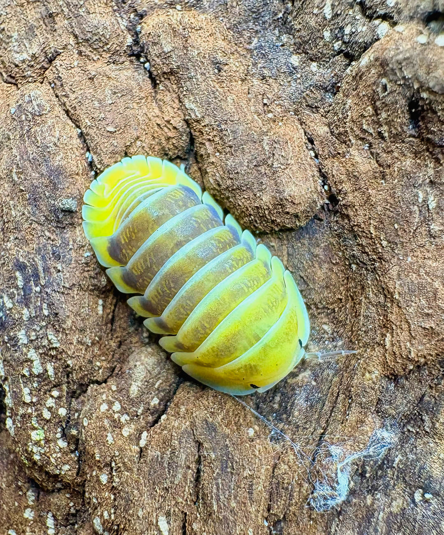 Cubaris sp "Jupiter"