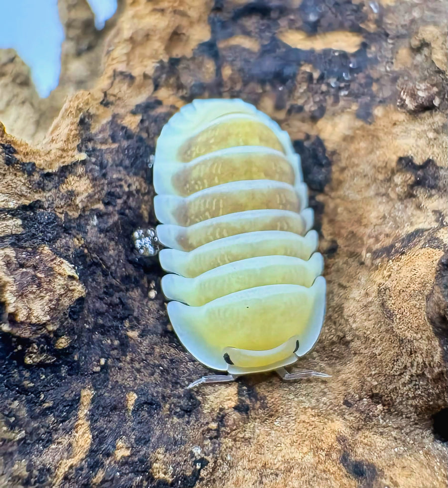 Cubaris sp "Jupiter"
