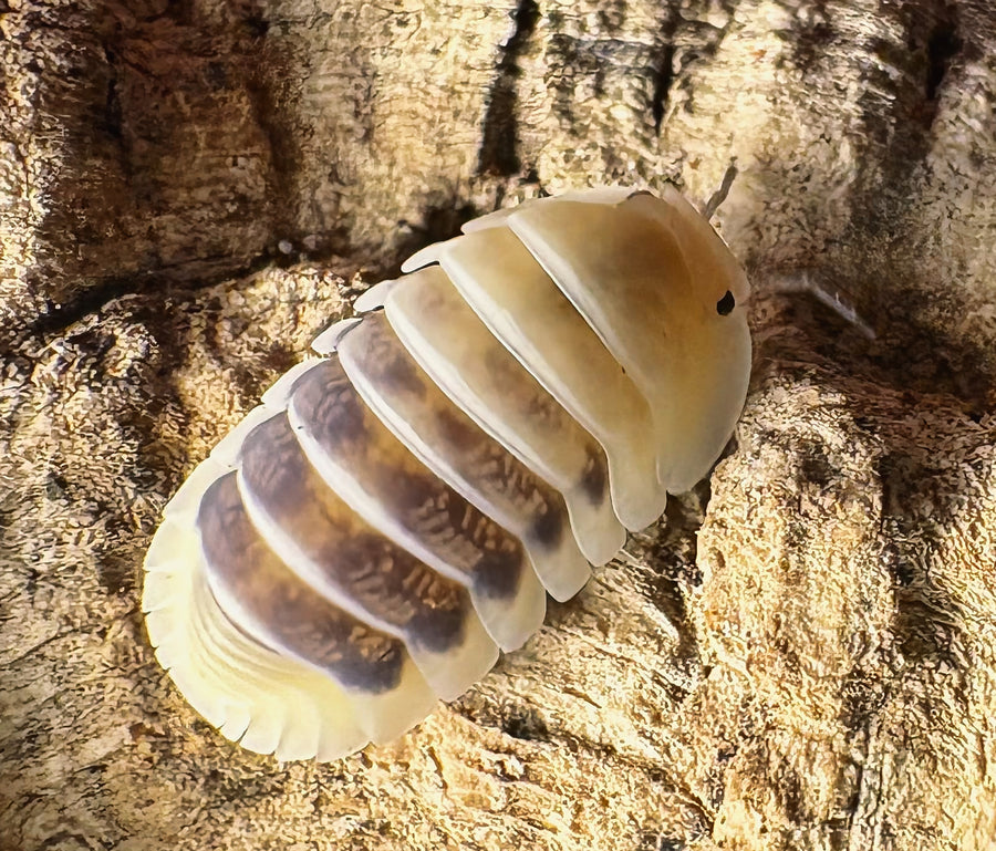 Cubaris sp "Jupiter"