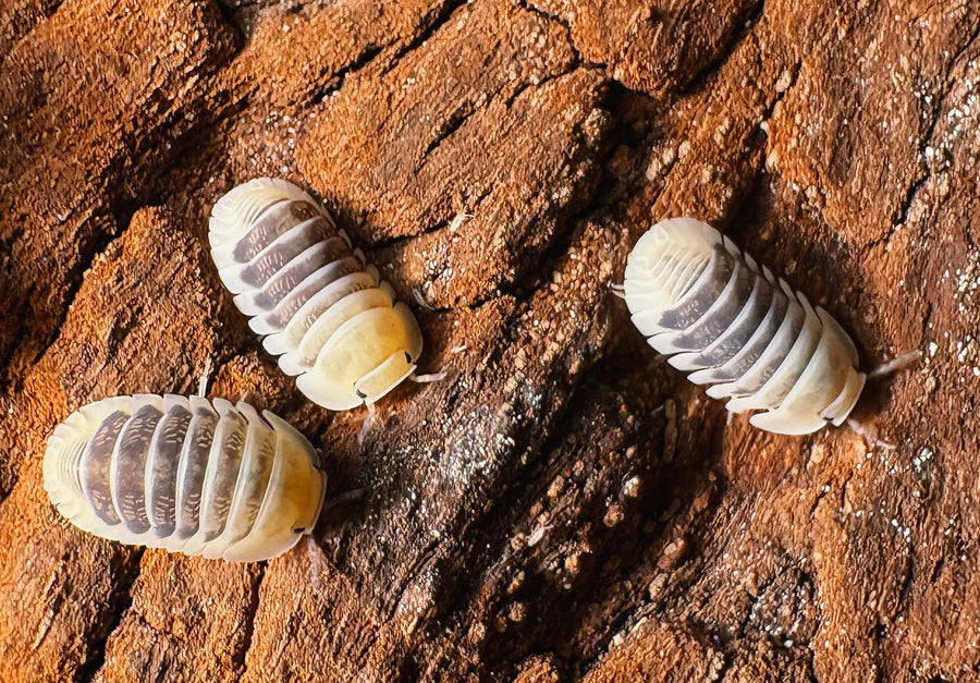 Cubaris sp "Jupiter"
