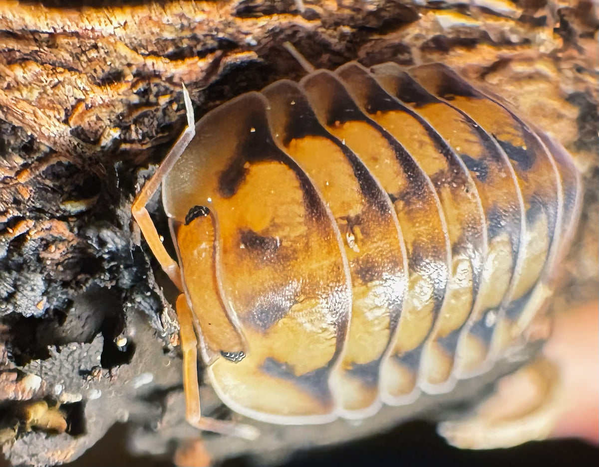Cubaris sp "Lansaka Tiger"