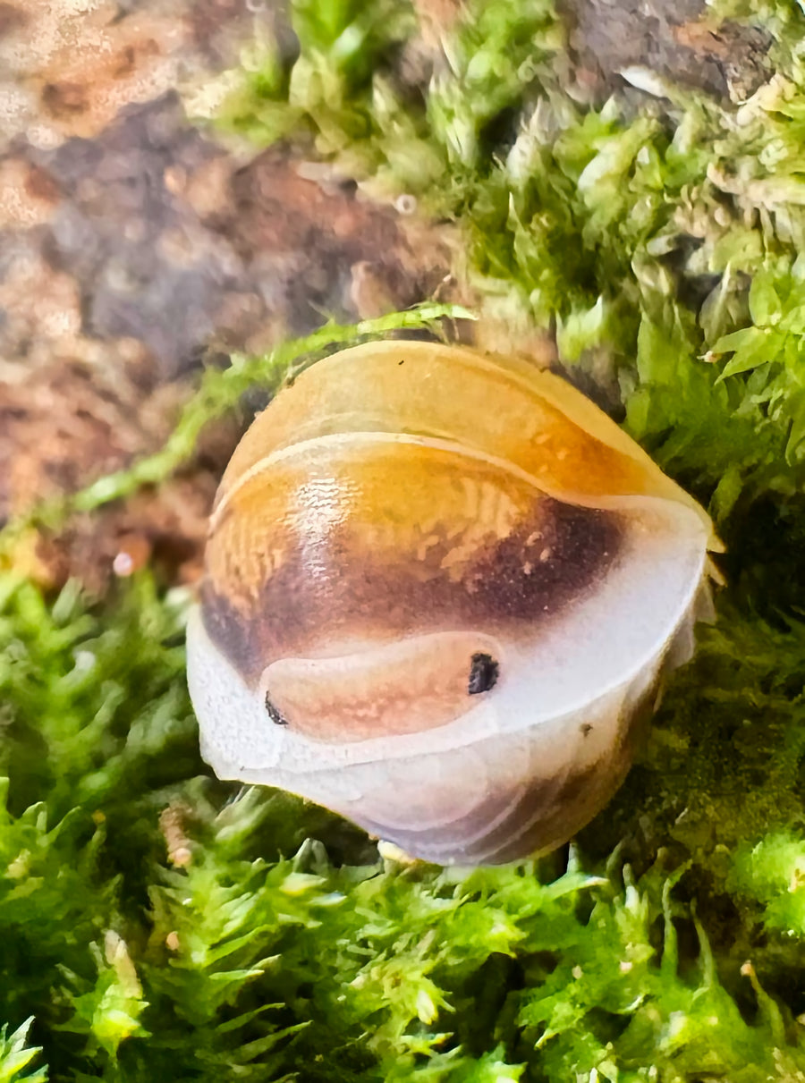Cubaris sp "Latte"