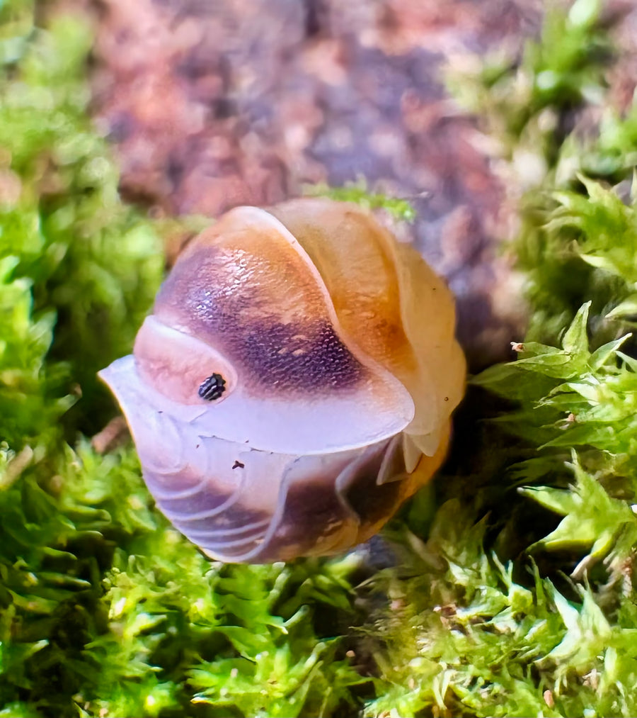 Cubaris sp "Latte"