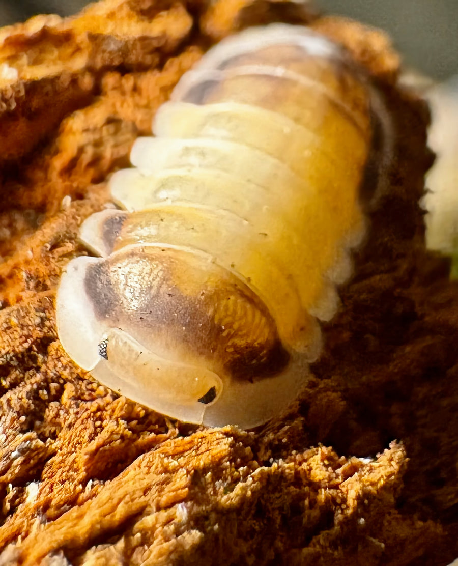 Cubaris sp "Latte"