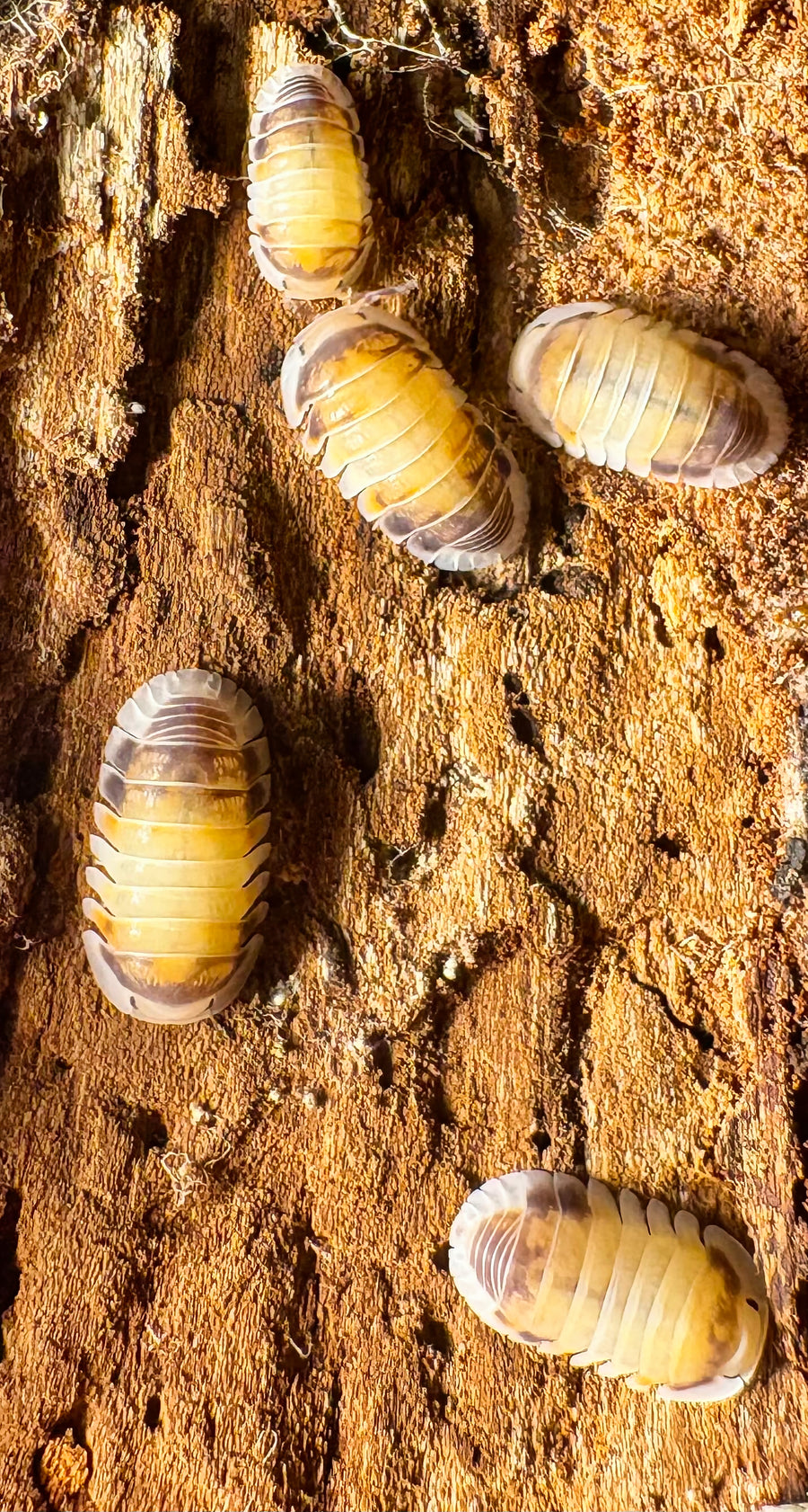 Cubaris sp "Latte"