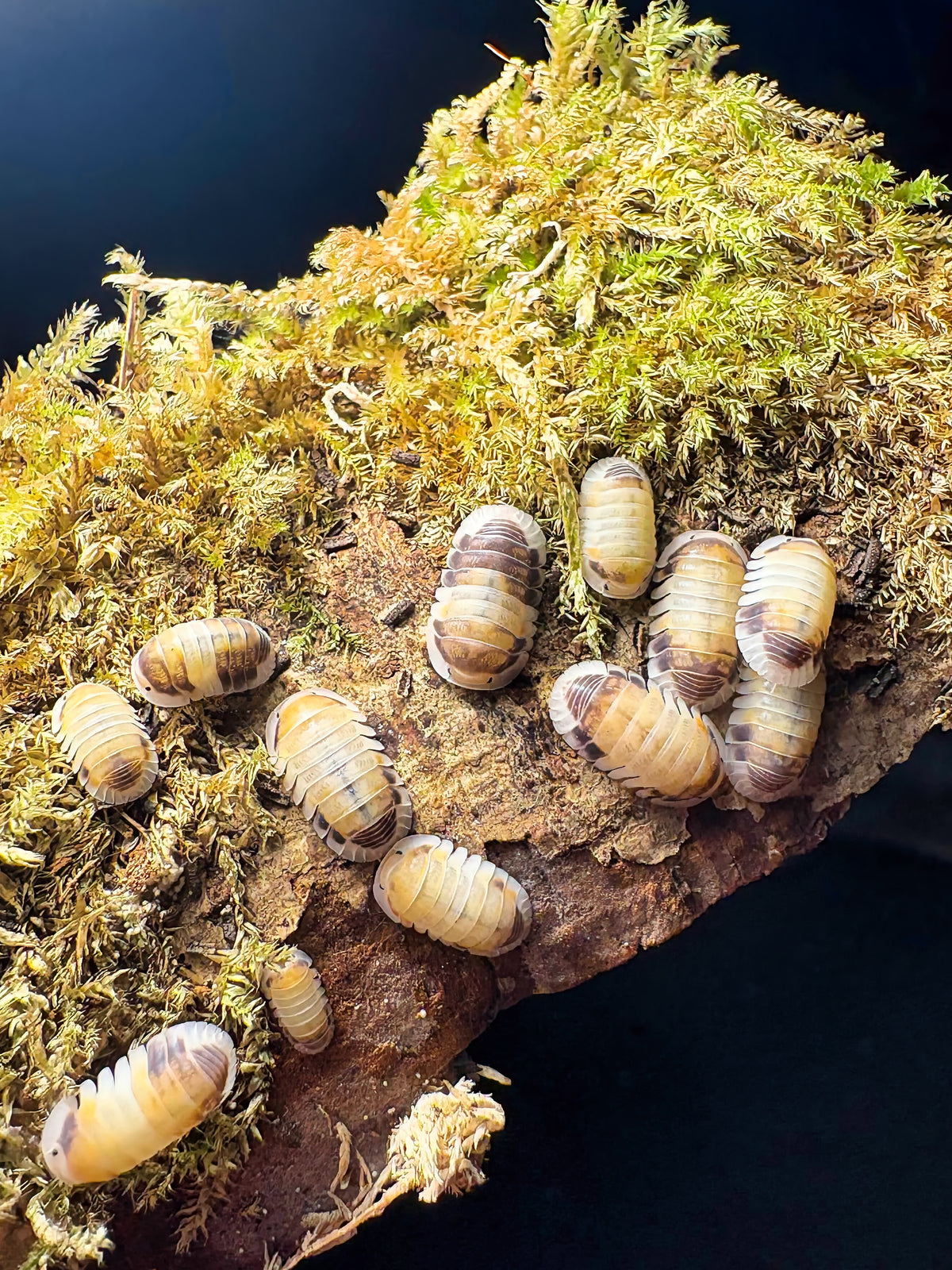 Cubaris sp "Latte"