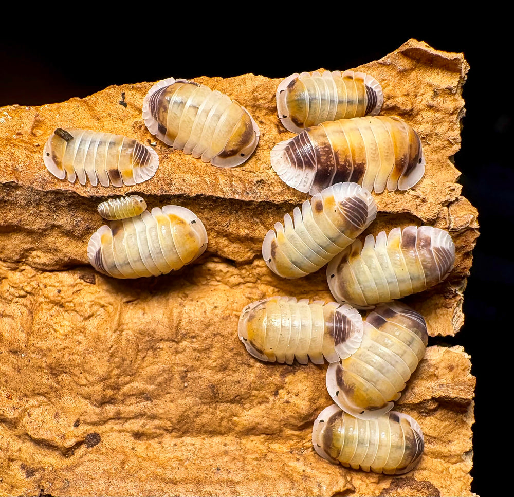 Cubaris sp "Latte"