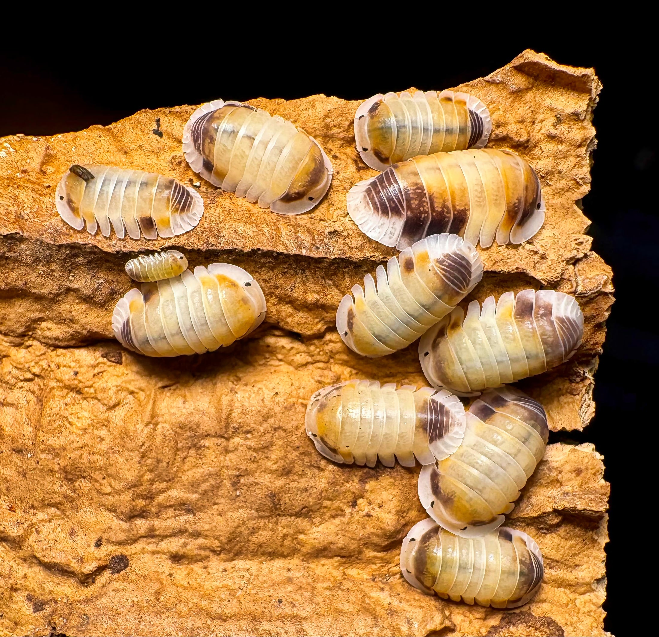 Cubaris sp "Latte"