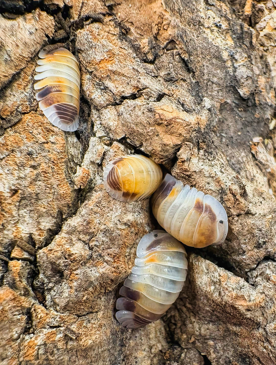 Cubaris sp "Latte"
